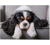 Puzzle 100 pièces pour Adultes - Cavalier King Charles Spaniel - Jouets éducatifs - Défi cérébral - Activités de Loisirs - Puzzle en Bois 45,5 x 35,5 cm