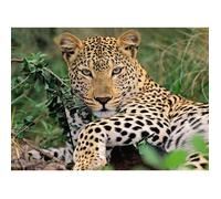Ravensburger – Puzzle enfant Vio le léopard – 100 pièces XXL – À partir de 6 ans – Carton épais