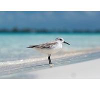 Puzzle 1000(52x38cm) pièces pour Adultes, Puzzle de Petit Chevalier Solitaire sur Le Rivage Peu Profond, Jeu Anti-Stress et Jouet éducatif pour Adultes