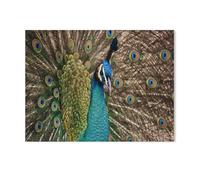 Puzzle 1000 en Papier Jeu de Jouets pour Enfants Adultes Classiques，Paon，Animation de Dessins animés de Bricolage Occasionnels Paysage Amusant Éducation（50x70cm）-R18