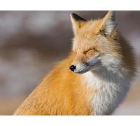 Puzzle 1000 pièces à partir de 12 Ans, Puzzle Adulte coloré - Renard, Regard, museau 26x38CM