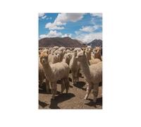 Puzzle 1000 Pièces Adulte en Papier，Alpaga，Premium Puzzle dès 14 Ans（38x26cm）-AR38