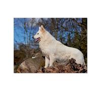 Puzzle 1000 Pièces Adulte Enfant Adultes en Papier Puzzles，Berger Suisse Blanc，Cadeau Déco À La Maison Moderne Festival Bricolage Cadeau Jeu Intellectuel（50x70cm）-AP12