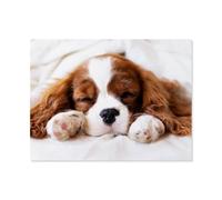 Puzzle 1000 Pièces Adultes，Cavalier King Charles Spanie，Puzzle en Papier DIY Jeu De Famille,Jeu De Team Building,Cadeau pour Les Amants Ou Les Amis（38x26cm）-AO16
