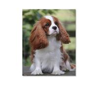 Puzzle 1000 Pièces Adultes，Chien Cavalier King Charles Spaniel，Jouets Cadeaux Éducatifs pour Les Vacances pour La Famille Et Les Amis（38x26cm）-E86