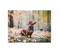 Puzzle 1000 Pièces Adultes en Bois，Teckel sous des Feuilles d'érable，Décoration Murale Domicile Art Cadeau du Festival（75x50cm）-E54