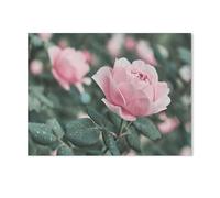 Puzzle 1000 Pièces Adultes，Fleur de Rose dans la Nature，Puzzle en Bois DIY Jeu De Famille,Jeu De Team Building,Cadeau pour Les Amants Ou Les Amis（75x50cm）-F36