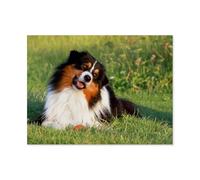 Puzzle 1000 Pièces，Berger Australien，Casse-tête Animal pour Adultes - Défi Cérébral - Cadeau Personnalisé Fait Main - Jouet Drôle（50x70cm）-AZ49