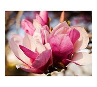 Puzzle 1000 Pièces,Bricolage Moderne Art Mural Cadeau-Fleurs,pétales,Rose 70x50cm