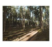 Puzzle 1000 Pièces,Bricolage Moderne Art Mural Cadeau-forêts,conifères,pins 70x50cm