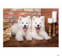Puzzle 1000 pièces - CASTORLAND - Chiots samoyèdes - 68x47 cm - Intérieur - Mixte