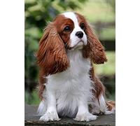 Puzzle 1000 pièces Cavalier King Charles Spaniel Dog Puzzle 1000 pièces Jeu d'adresse Artistique pour Toute la Famille, Jeu de Placement coloré 38 x 52 cm