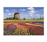 Puzzle 1000 pièces : Champs de Tulipes - Hollande Sentosphère