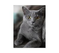 Puzzle 1000 Pieces，Chat Gris，Enfants Cadeau Puzzle Jeu Intelligent Éducatif Vacances Puzzle Jouet Peintures Bâtiment Puzzle Jouer Tapis（75x50cm）-J5