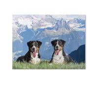 Puzzle 1000 Pièces，Chiennes Appenzeller dans la Patrie Suisse，Casse-tête Animal pour Adultes - Défi Cérébral - Cadeau Personnalisé Fait Main - Jouet Drôle（75x50cm）-AF49