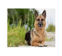 Puzzle 1000 pièces，Chiens de Berger，Puzzle 1000 Pieces Adultes Jouet de décompression intellectuel éducatif Puzzles Jeu de Famille Amusant pour Enfants Adult（38x26cm）-AX35