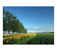 Puzzle 1000 Pièces, Classique Puzzle Jouet en Bois-Domaine,Culture,économie 70x50cm