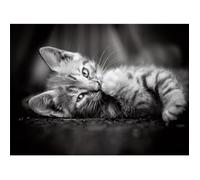 Puzzle 1000 pièces - CLEMENTONI - Chaton aille - Animaux - Adulte - Unique