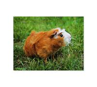 Puzzle 1000 Pièces，Cochon d’Inde Abyssin Rouge sur l’Herbe Verte，Adultes Uniques en Bois 1000 Puzzles, Enfants Éducatifs Famille Jouets Intéressants（75x50cm）-P44