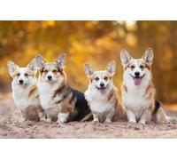 Puzzle 1000 pièces en Papier représentant Un Chien des Champs, Jouets éducatifs pour Adultes, 38 x 52 cm