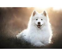 Puzzle 1000 pièces en Papier représentant Un Chien des Champs, Jouets éducatifs pour Adultes, 50 x 70 cm
