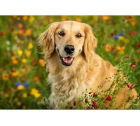 Puzzle 1000 pièces en Papier représentant Un Chien des Champs, Jouets éducatifs pour Adultes, 50 x 70 cm