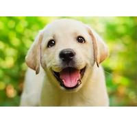Puzzle 1000 pièces en Papier représentant Un Chien des Champs, Jouets éducatifs pour Adultes, 50 x 70 cm