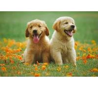 Puzzle 1000 pièces en Papier représentant Un Chien des Champs, Jouets éducatifs pour Adultes, 50 x 70 cm