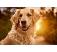 Puzzle 1000 pièces en Papier représentant Un Chien des Champs, Jouets éducatifs pour Adultes, 50 x 70 cm