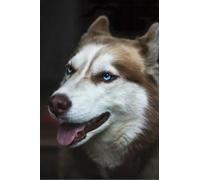 Puzzle 1000 pièces en Papier représentant Un Chiot Husky, Jouets éducatifs pour Adultes, 26 x 38 cm