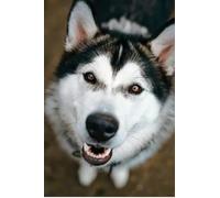 Puzzle 1000 pièces en Papier représentant Un Chiot Husky, Jouets éducatifs pour Adultes, 38 x 52 cm