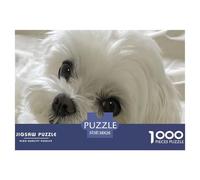 Puzzle 1000 pièces Familial Chien Blanc Gros Plan 38x26cm - Visage Lapin Blanc Doux, Adulte Enfants, idée Cadeau Parfaite