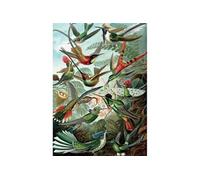 Puzzle 1000 pièces Haeckel Colibris