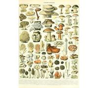 Puzzle 1000 pièces - Illustration du Larousse : Champignons, XIXè Siècle