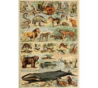 Puzzle 1000 pièces - Illustration du Larousse pour Tous : Mammifères, XIXè Siècle