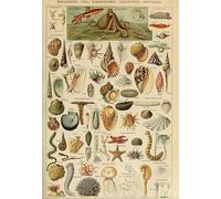 Puzzle 1000 pièces - Illustration du Larousse pour Tous : Mollusques, XIXè Siècle