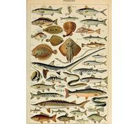 Puzzle 1000 pièces - Illustration du Larousse pour Tous : Poissons, XIXè Siècle