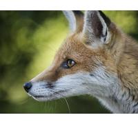 Puzzle 1000 pièces, Jeu d'adresse pour Toute la Famille, Renard, Visage, Profil 50x70CM