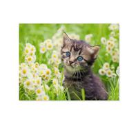 Puzzle 1000 Pièces, Jeux pour Adultes，Chatons dans Le pré，Puzzles Le Puzzle en Papier, Jeux Éducatifs, Ensembles De Puzzle pour La Famille（38x26cm）-A100