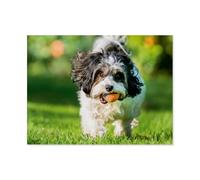 Puzzle 1000 Pièces, Jeux pour Adultes，Chien Havanese en Train de rapporter Un Objet，Puzzles Le Puzzle en Papier, Jeux Éducatifs, Ensembles De Puzzle pour La Famille（50x70cm）-AZ40