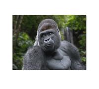 Puzzle 1000 Pièces, Jeux pour Adultes，Gorille des Plaines occidentales，Puzzles Le Puzzle en Papier, Jeux Éducatifs, Ensembles De Puzzle pour La Famille（38x26cm）-K80