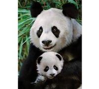 Puzzle 1000 pièces : La famille Panda