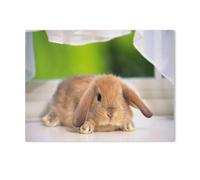 Puzzle 1000 pièces，Lapin au Repos，Puzzle 1000 Pieces Grands Loisirs de Vacances ， Jeux interactifs en famill（75x50cm）-R15