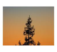 Puzzle 1000 Pièces,Le Cadeau Parfait pour La Famille et Les Amis -Arbre,Branches,Silhouette,Crépuscule,Minimalisme 70x50cm