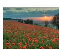 Puzzle 1000 Pièces,Le Cadeau Parfait pour La Famille et Les Amis -Sentier pédestre,Fleurs,Arbres 70x50cm