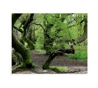 Puzzle 1000 pièces，Observatoire de Merle en mai，Adulte Enfant Jeu éducatif en Papier（38x26cm）-AX43