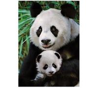 Puzzle 1000 Pièces Panda