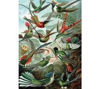Puzzle 1000 pièces Piatnik Haeckel Colibris Multicolore G