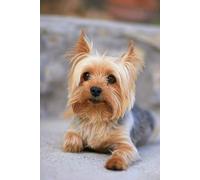 Puzzle 1000 pièces - Portrait d'un Yorkshire Terrier Miniature (Yorkie) - Jeu de Puzzle pour Adultes et familles - 70 x 50 cm
