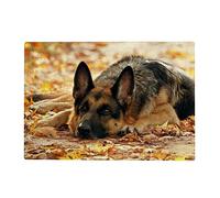 Puzzle 1000 pièces pour Adultes - Berger Allemand,50x70cm